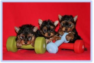 Well Tamed Yorkshire Terrier Puppies