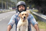 Rakshit Shetty 777 Charlie movie review, Rakshit Shetty 777 Charlie movie review, 777 charlie movie review rating story cast and crew, 777 charlie review