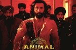 Animal latest breaking, Animal film, record breaking nominations for animal, Bobby