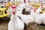 Bird flu loss, Bird flu, bird flu outbreak in the usa triggers doubts, World