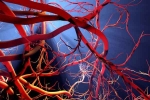 Blood Vessels Stretch research, Blood Vessels Stretch exercises, how far can blood vessels stretch if laid out end to end, Sachin