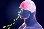 Primary Amoebic Meningoencephalitis breaking, Primary Amoebic Meningoencephalitis deaths, brain eating amoeba in kerala why and how it spreads, Kerala