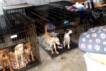 Dog Meat South Korea news, Dog Meat South Korea breaking, consuming dog meat is a right of consumer choice, Cabbage