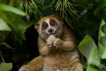 Slow lorises, endandgered species, cute but deadly the critically endangered slow lorises, Circus