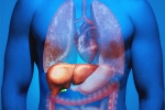 Fatty Liver in Youngsters tips, Fatty Liver in Youngsters news, why is fatty liver affecting youngsters, Health