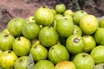 Guava new updates, Guava new updates, who should be careful with guava, Health tips