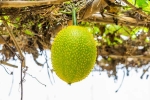 Snake Venom in minutes, Snake Venom dangerous, this miraculous plant can neutralise snake venom in minutes, Walk