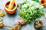 Lemon Balm leaves, Lemon Balm recipes, all about lemon balm and its health benefits, Holistic