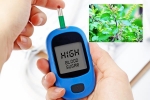 Blood Sugar Levels maintanence, Blood Sugar Levels food, how to maintain blood sugar level to boost immunity, Ladies v