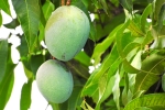 side effect of mango leaves, mango leaves wikipedia, mango leaves seeds helps in reducing blood sugar and diabetes here s how, Diabetes patients