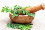 Moringa breaking news, Moringa health benefits, is moringa a must have in your diet, Risks