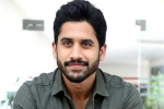 Naga Chaitanya films, Naga Chaitanya movies, naga chaitanya coming up with a strong lineup of films, Vijay kanakamedala