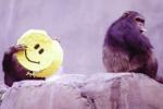 Smiles, Smiles, smiles originated 30 million years ago, Grimace