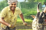 Sharwanand, Sreekaram business, sharwanand s sreekaram trailer released, Sreekaram