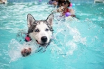 Dog Fitness research, Dog Fitness swimming, how can swimming boost your dog s fitness, Dog fitness