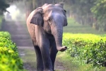 elephants, corridor, tamed elephants in india to get unique identification numbers like aadhar, Circus