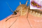 West Nile Virus breaking updates, West Nile Virus news, russia warns of west nile virus, Autumn