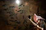 Wuhan CDC news, Wuhan CDC bat caves, a sensational video of scientists of wuhan cdc collecting samples in bat caves, Wuhan cdc news