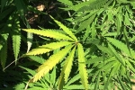 bill, bill, pennsylvania house to decriminalize marijuana, Marijuana