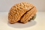 Brains, Jayanthi Sivaswamy, indians have smaller brains a study revealed, Brain diseases