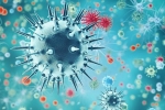 new virus, new virus, a new virus discovered in china is another pandemic on the way, Swine flu