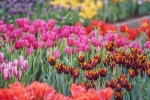 Pennsylvaina Current Events, PA Event, philadelphia flower show, Sylvain Pennsylvaina Current Events, PA Event, philadelphia flower show, Sylvain
