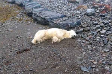 Polar Bear appears In Iceland for the first time in 8 Years