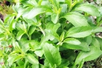 Stevia new updates, Stevia for health, is consuming stevia bad for blood sugar levels, Health benefits