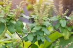 tulsi for hair fall, benefits of tulsi for skin in hindi, tulsi for skin how this indian herb helps in making your skin acne free glowing, Natural glow